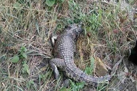 Возле школы в Симферополе обнаружили крокодила