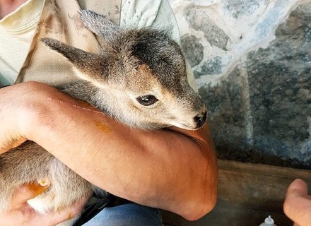 В Московском зоопарке родился детёныш голубого барана