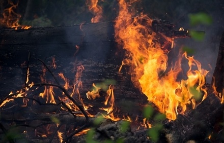 Экологи предупредили об угрозе лесных пожаров весной из-за тёплого февраля 