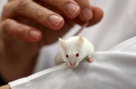 В России начали селекционировать мышей для экспериментов с коронавирусом