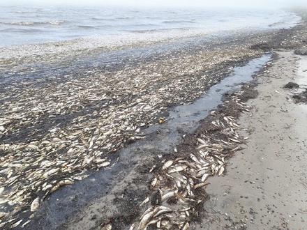 Экологи сообщили о массовой гибели сельди на Сахалине