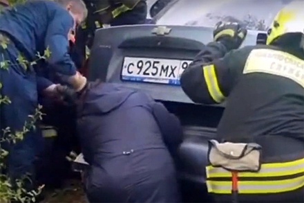 В Зеленограде спасли алабая, который месяц был закрыт в багажнике машины