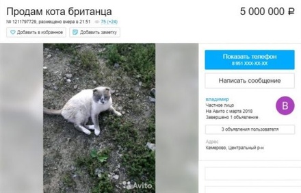 Житель Кемерова решил продать кота за 5 млн рублей