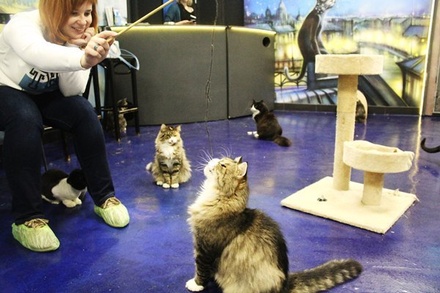 В Петербурге эвакуировали крупнейшее в Европе «кошачье кафе»