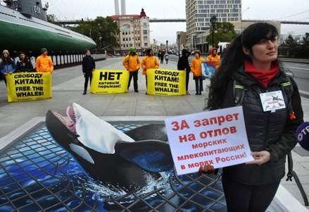 Суд во Владивостоке оштрафовал «Сочинский дельфинарий» на 37,6 млн руб. за отлов косаток