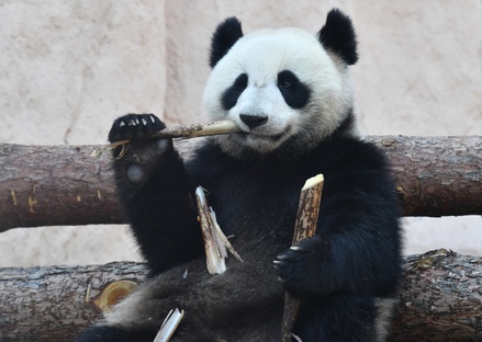 В случае появления потомства у московских панд детёнышей отправят в Китай