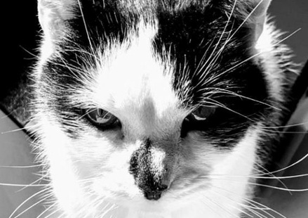 Власти Риги сообщили о смерти кота, обитавшего в здании думы