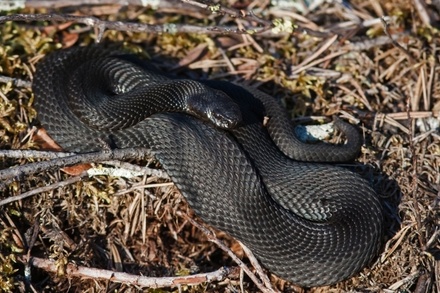 Токсиколог дал советы при укусе ядовитой змеи