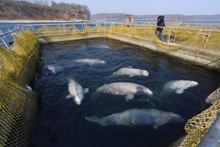 Экологи призвали начать реабилитацию косаток и белух в «китовой тюрьме» в Приморье