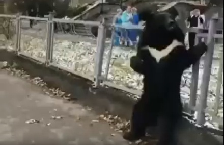 В Сибири медведя привязали к забору ради рекламы цирка