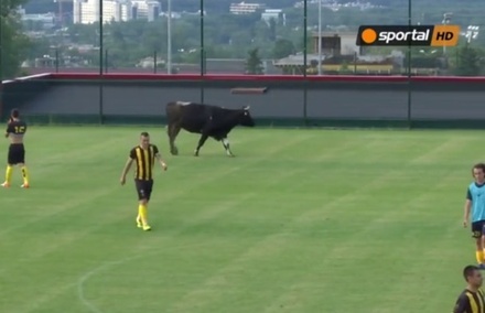 В Болгарии футбольный матч был прерван коровой