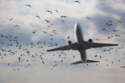 Защита российских аэропортов от птиц соответствует международным нормам
