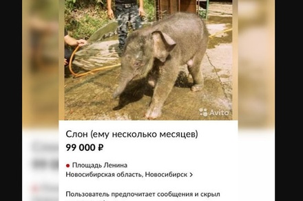 Житель Новосибирска решил продать слонёнка за 99 тысяч рублей