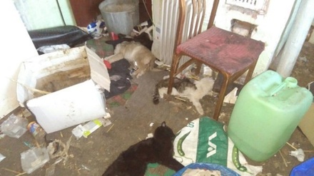 В Екатеринбурге начали проверку после обнаружения 18 умерших животных в доме