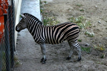 Зоопарк в Пензе собирает деньги на покупку жены для зебры