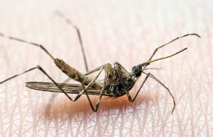 Вирусолог оценил вероятность распространения 47 новых вирусов, переносимых комарами