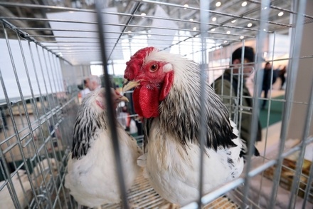 Минсельхоз предложил новые меры поддержки птицеводческих предприятий