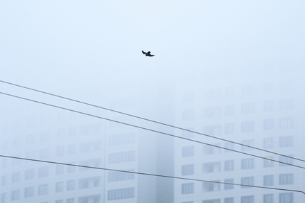Столичные синоптики предупредили о сильном тумане в Подмосковье ближайшей ночью