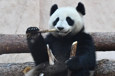 Московский зоопарк призывает помочь своим пандам выиграть титул «Панды года»