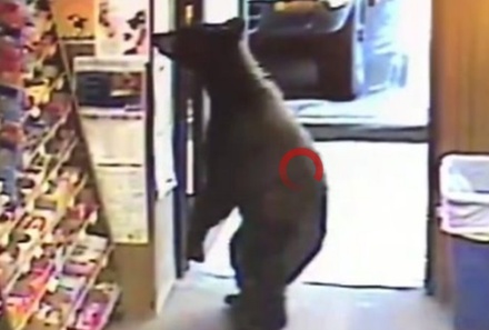 На Аляске медведь зашёл в магазин и остановился у стенда с конфетами