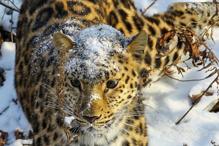 В Приморье нашли тяжелораненого дальневосточного леопарда