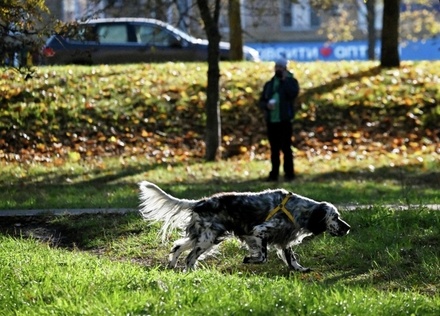 В Госдуме попросили полицию Москвы расследовать случаи догхантерства