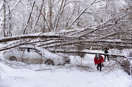За время снегопада в Москве более 210 машин были повреждены упавшими деревьями