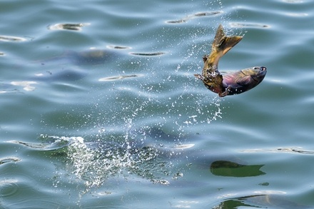 На Чукотке возбуждено дело о незаконном вылове 58 тонн лосося