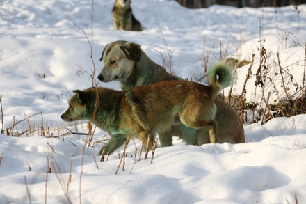 Жители Иркутской области пожаловались на многочисленные нападения бродячих собак