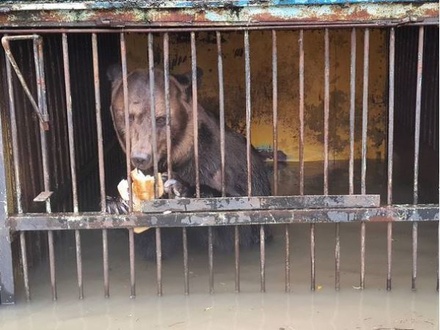 Волонтёры настаивают на немедленной эвакуации животных из зоопарка в Уссурийске