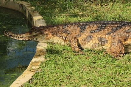 В Индонезии убили 292 крокодила, отомстив за смерть человека