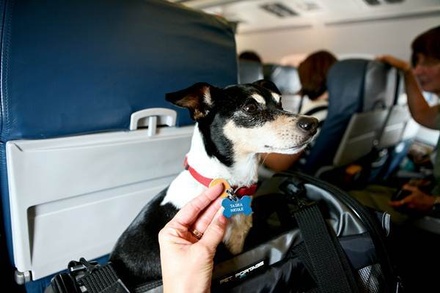 Минтранс планирует обсудить с авиакомпаниями перевозку животных в самолёте