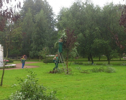 В Петербурге коммунальщики приклеили скотчем зелёные ветки к засохшим деревьям