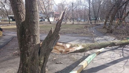 Дерево упало на пожилую женщину на севере Москвы