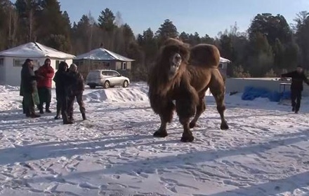 Полиция не стала возбуждать дело после сожжения верблюдов в Ангарске