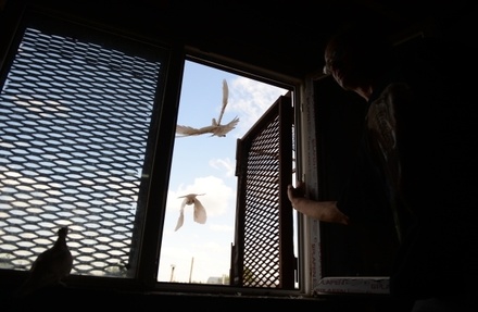 Из голубятни в Сокольниках в Москве похитили птиц