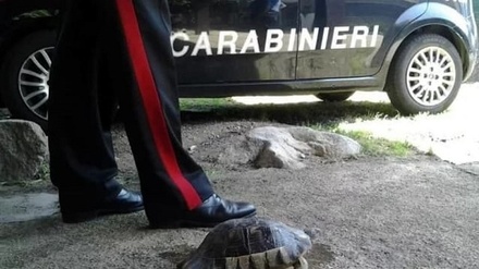 В Италии женщину оштрафовали за выгул черепахи