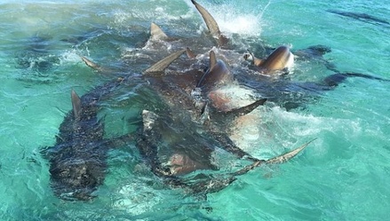 У берегов Австралии сняли видео нападения 70 акул на кита