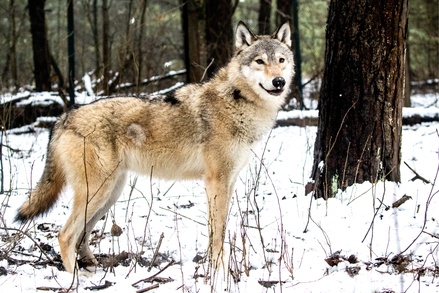 В Тамбовской области опровергли уменьшение популяции волков в регионе до двух особей