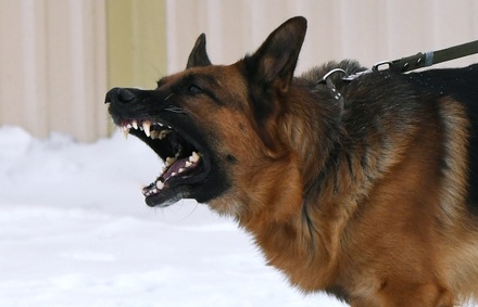 Зоопсихолог перечислила причины плохого поведения собак