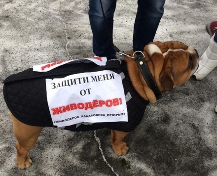 В городах России проходят акции против издевательств над животными