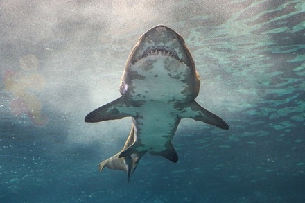 В Египте акула загрызла туриста из Чехии