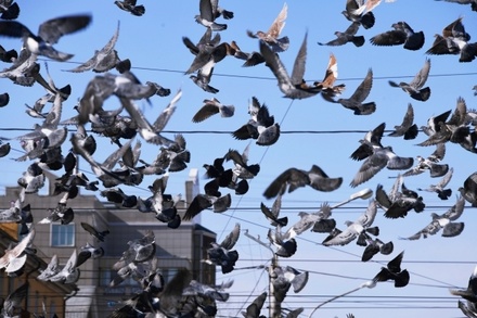 В Союзе охраны птиц РФ назвали неоднозначным введение в Магадане штрафов за кормление голубей