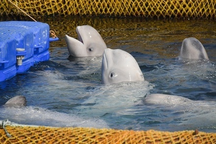 Greenpeace просит пограничников защитить белух из «китовой тюрьмы» от браконьеров из КНДР