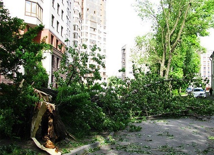 В Петербурге штормовой ветер повалил деревья и светофоры