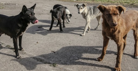 СК проводит проверку после нападения собак на ребёнка в Красноярске