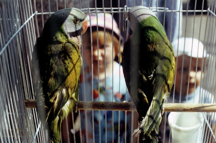В Госдуме указали на сложности борьбы с птичьими рынками в России
