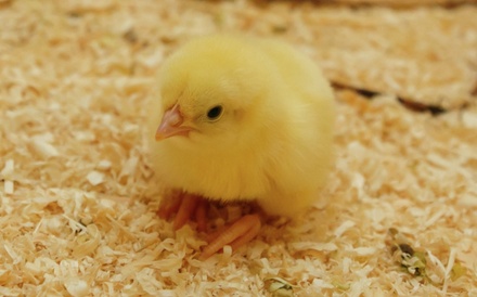 Власти Дании в связи со вспышкой птичьего гриппа решили уничтожить 25 тысяч цыплят