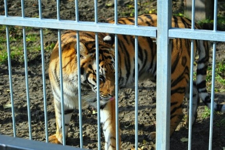 В зоопарке Барнаула усилят меры безопасности после нападения тигра на девочку