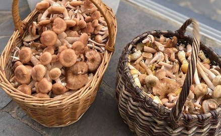 Токсиколог призвал не кормить детей до 12 лет грибами